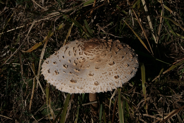 Macrolepiota procera